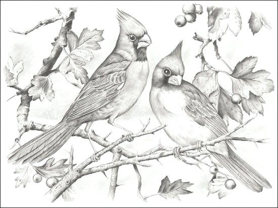 Cardinal Coloring Pages Printable at GetColorings.com | Free printable