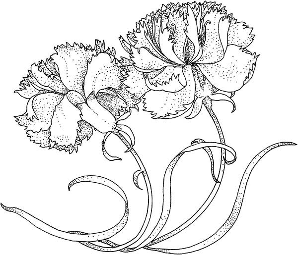 Carnation Coloring Page at GetColorings.com | Free printable colorings