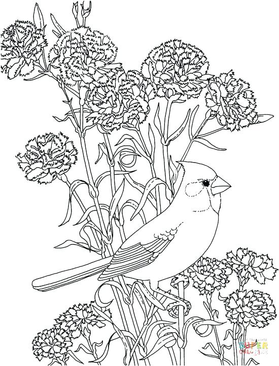 Carnation Coloring Page at GetColorings.com | Free printable colorings