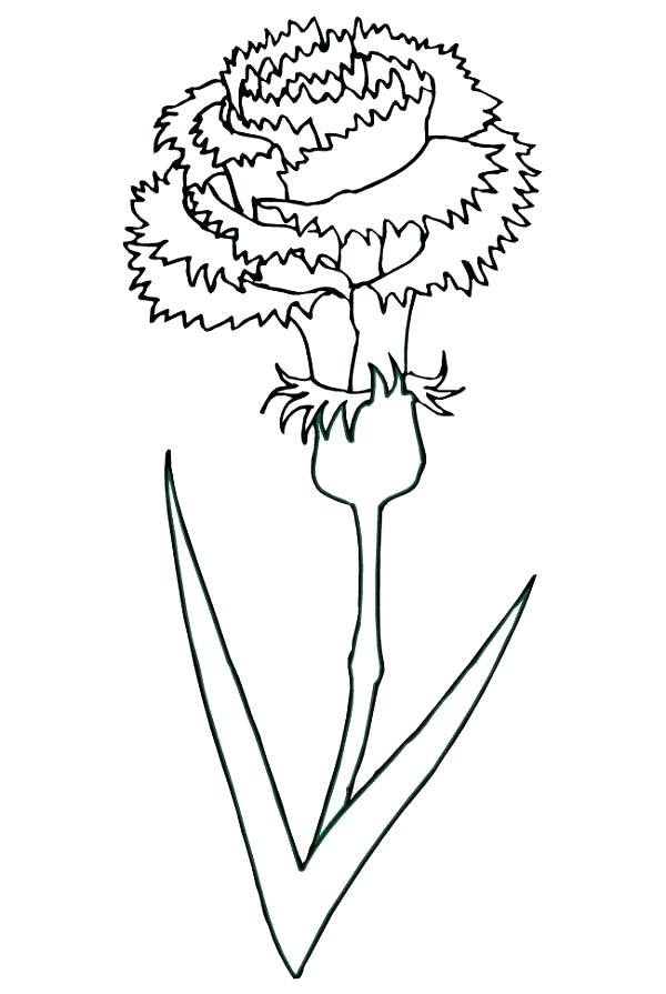 Carnation Coloring Page at GetColorings.com | Free printable colorings