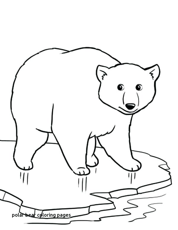 600x777 Polar Bear Coloring Page Pages Draw A Cartoon