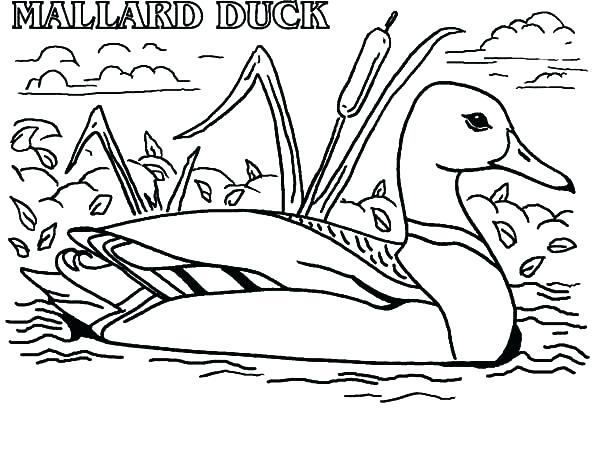 Coloring Pages Duck - Coloring Pages 2019