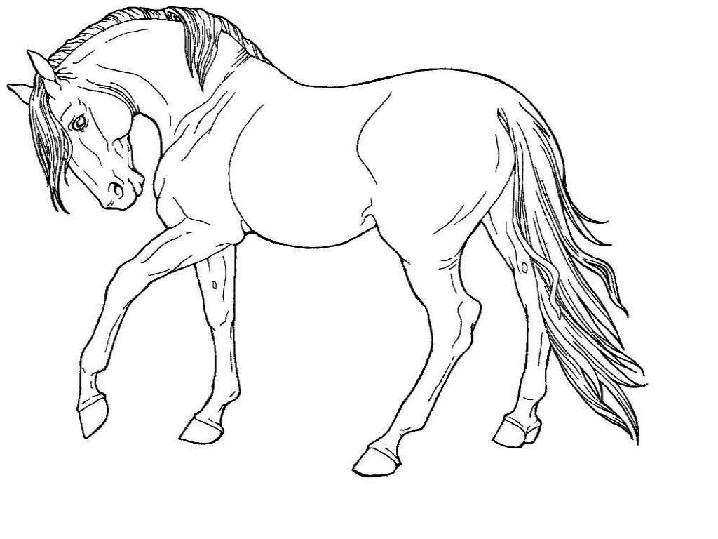 1024x768 Cartoon Horse Coloring Page Cute Pages Wild Horses Brilliant Of