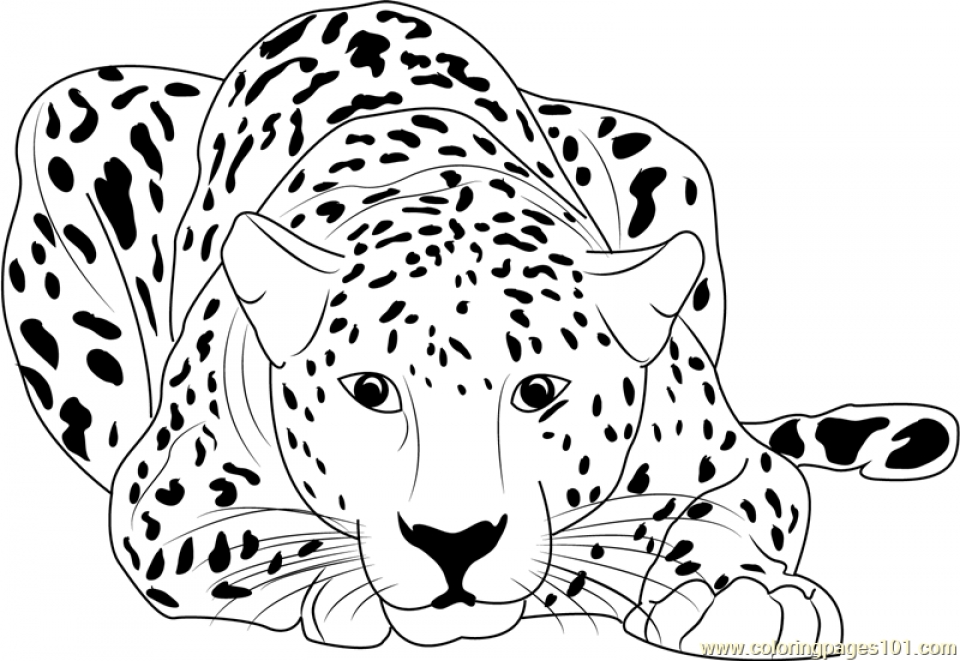 cheetah-cub-coloring-pages-at-getcolorings-free-printable