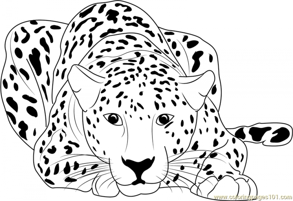 Cheetah Cub Coloring Pages At GetColorings Free Printable 