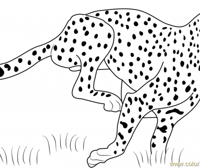 Cheetah Running Coloring Pages at Free printable