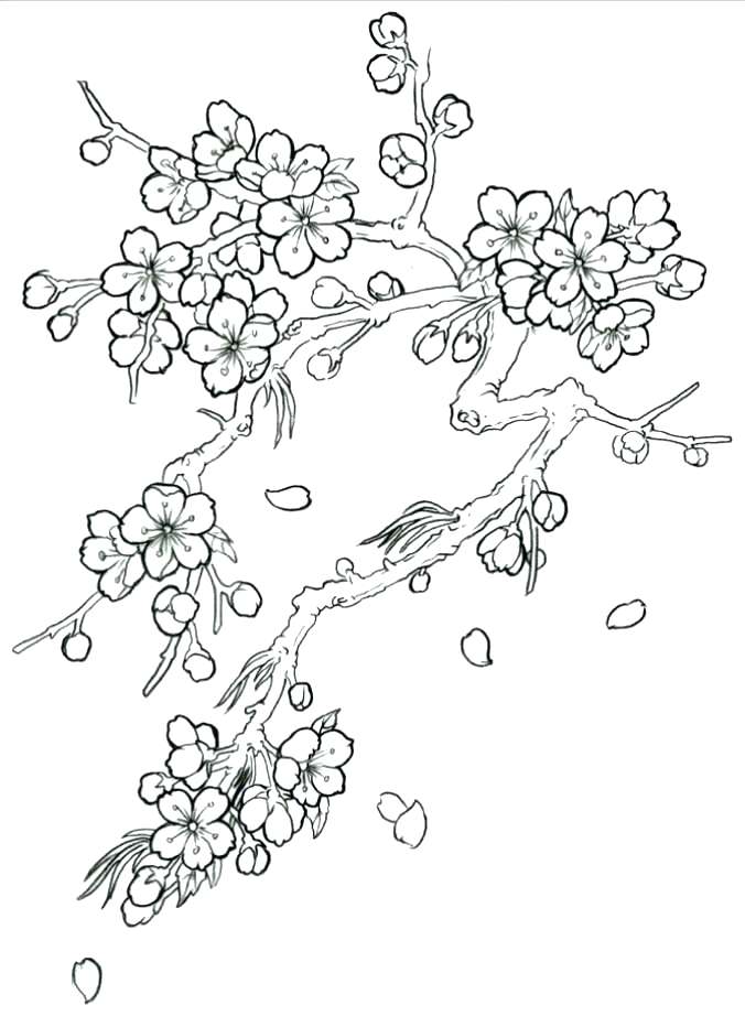 Cherry Blossom Coloring Page at Free printable