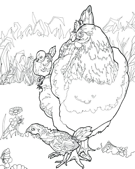 Chicken Coloring Pages at GetColorings.com | Free printable colorings