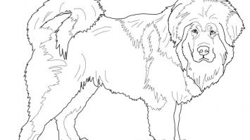 Chinchilla Coloring Page at GetColorings.com | Free printable colorings