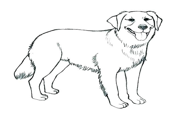 Chocolate Lab Coloring Pages at GetColorings.com | Free printable