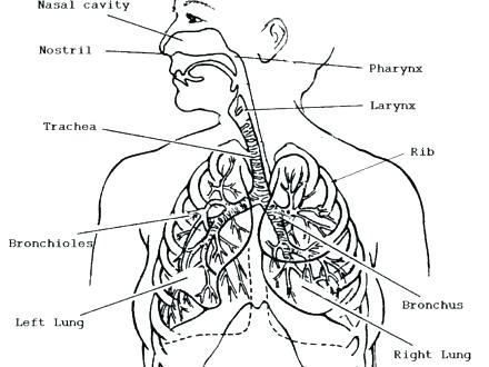 Circulatory System Coloring Page at GetColorings.com | Free printable