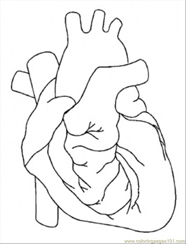 Circulatory System Coloring Page at GetColorings.com | Free printable