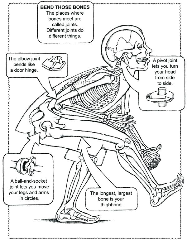 Circulatory System Coloring Page at GetColorings.com | Free printable