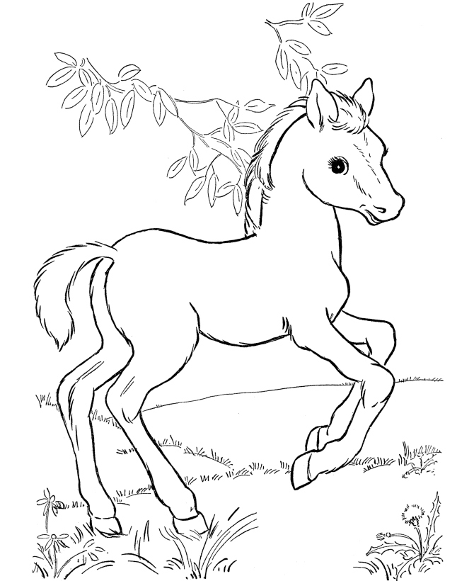 Clydesdale Horse Coloring Pages at GetColorings.com | Free printable