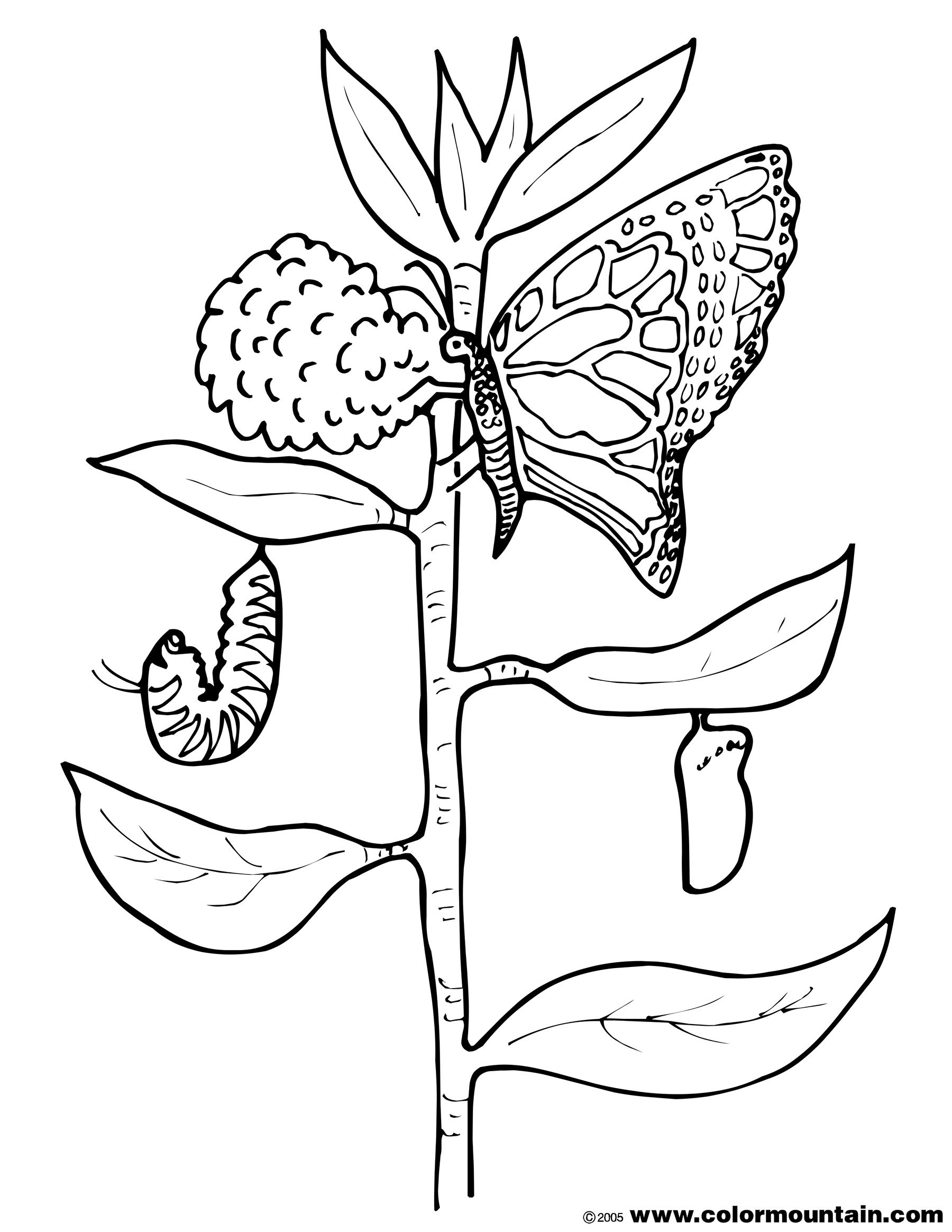 Кокон бабочки раскраска
