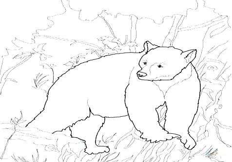 Coloring Pages Black Bear at GetColorings.com | Free printable