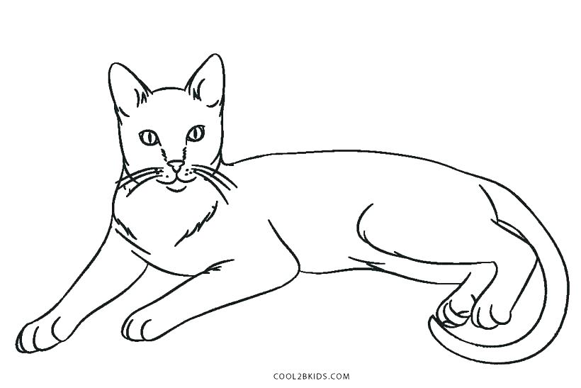 Coloring Pages Black Cat at GetColorings.com | Free printable colorings