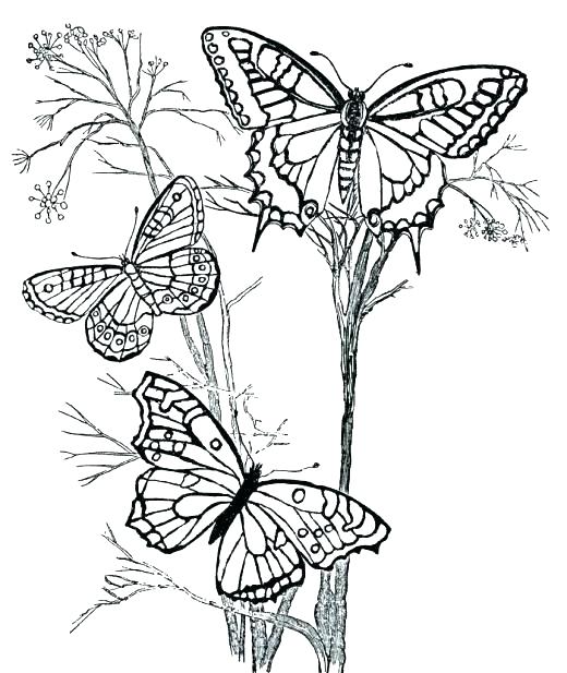 coloring-pages-for-8-year-olds-at-getcolorings-free-printable