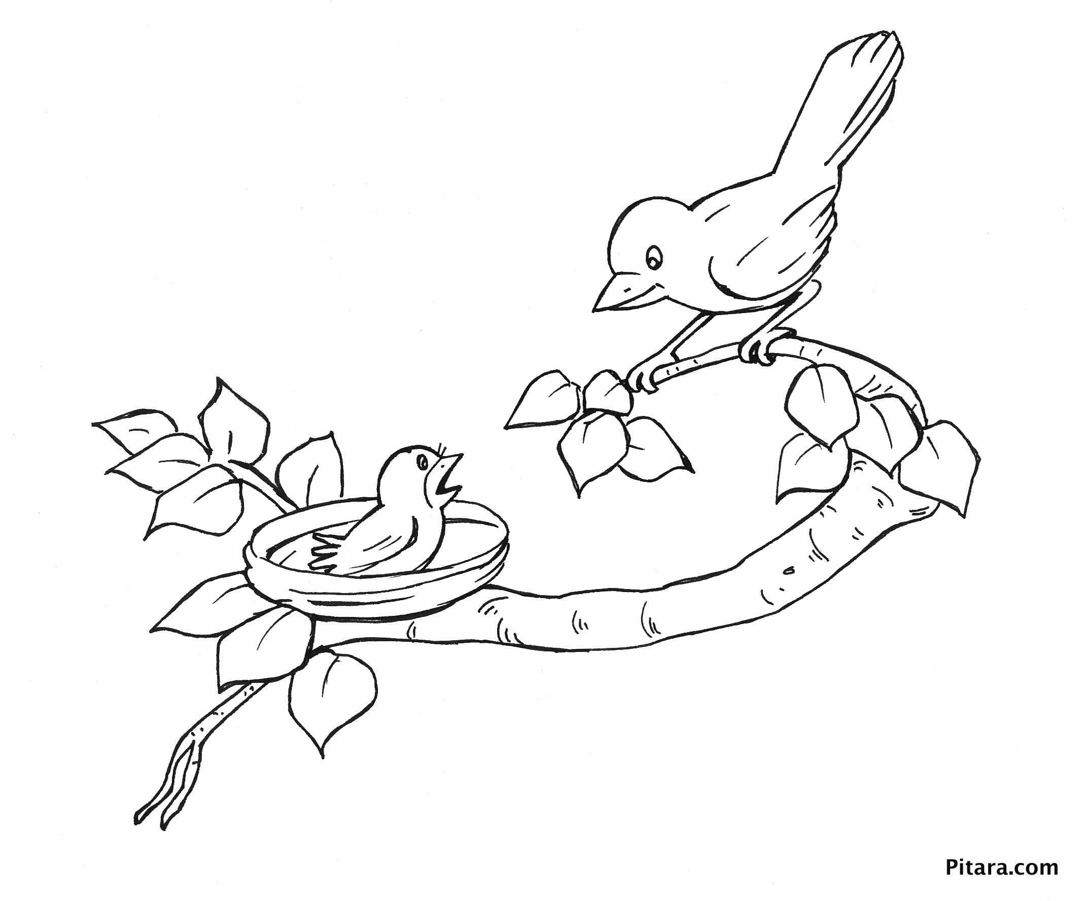 Love Birds Coloring Page Free Printable Coloring Pages Small Birds 