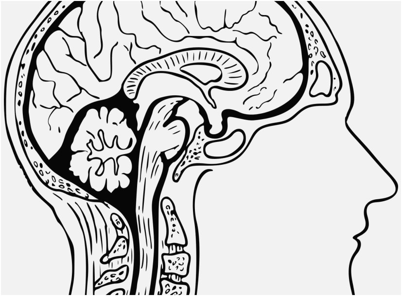 Coloring Pages Of A Brain at GetColorings.com | Free printable