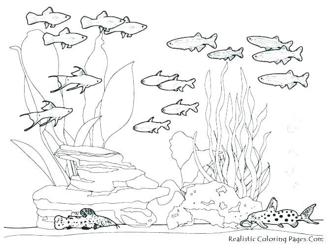 Coloring Pages Of Animals Hard at GetColorings.com | Free printable