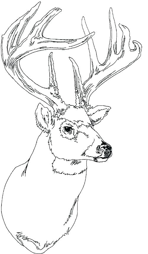 Coloring Pages Of Baby Deer at GetColorings.com | Free printable