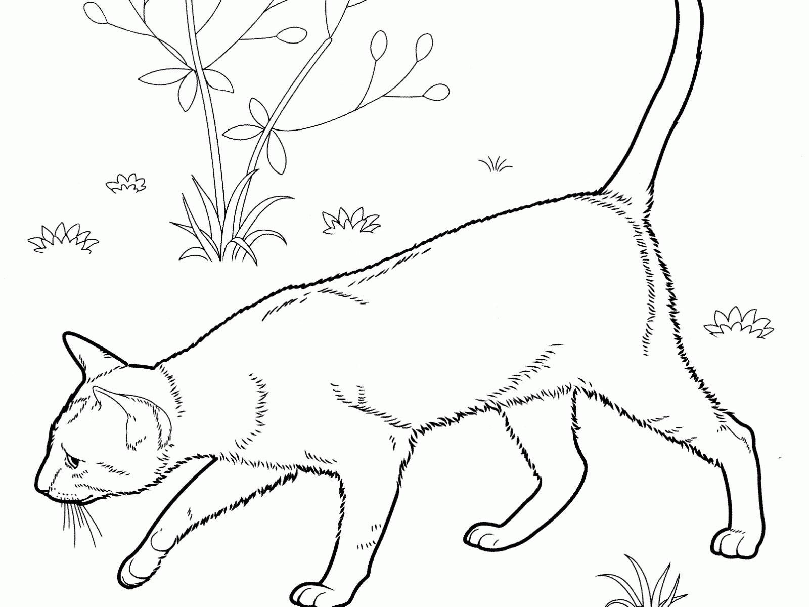 Сиамский кот раскраска