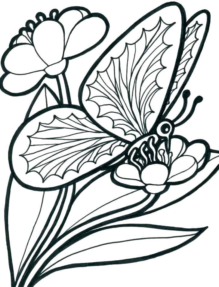 coloring-pages-of-flowers-and-butterflies-at-getcolorings-free