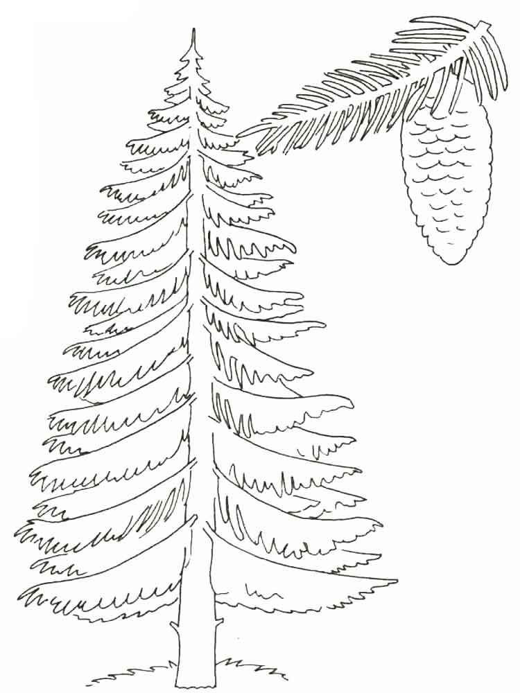 coloring-pages-of-pine-trees-at-getcolorings-free-printable