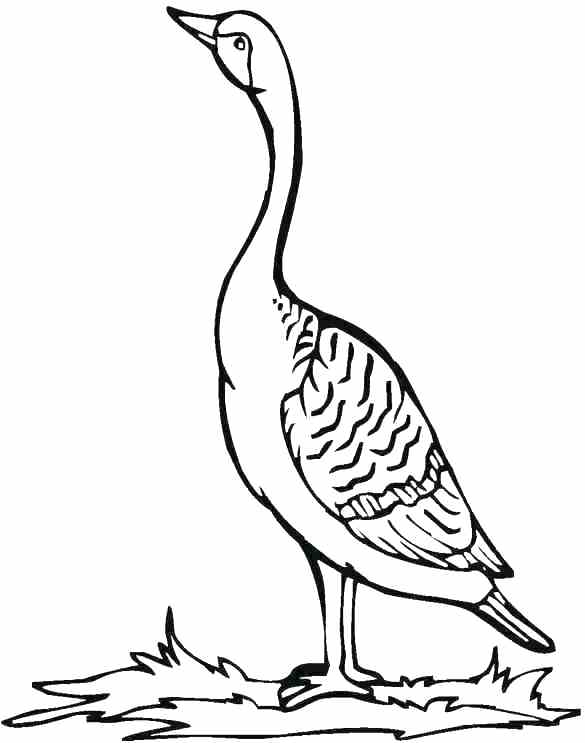 Common Loon Coloring Page at GetColorings.com | Free printable