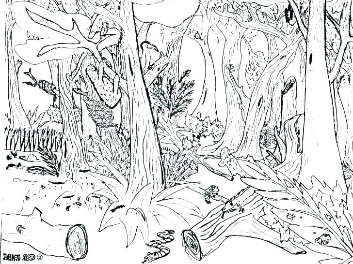 adult coloring image animal forest