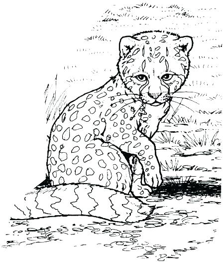Cool Cat Coloring Pages at GetColorings.com | Free printable colorings