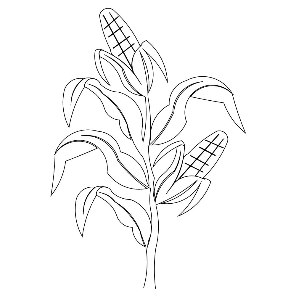 Corn Stalk Coloring Page at Free printable colorings