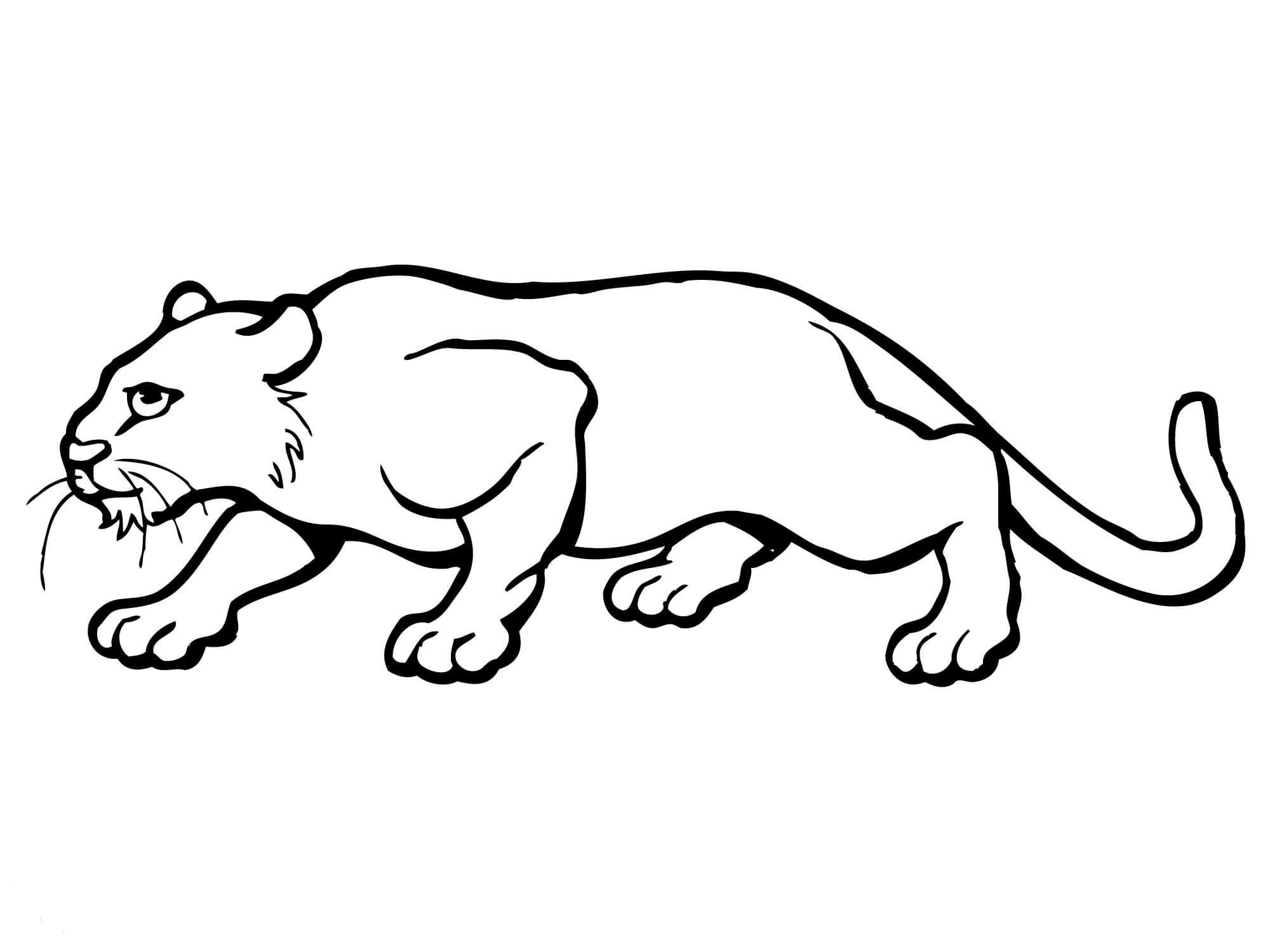 Cougar Coloring Pages at Free printable colorings