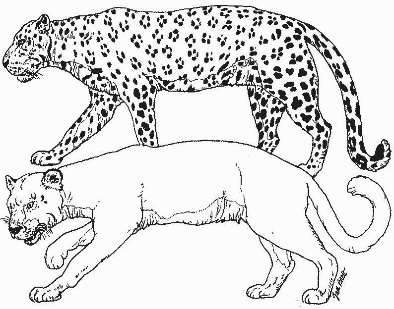 Coloring Black And White Cougar Coloring Pages