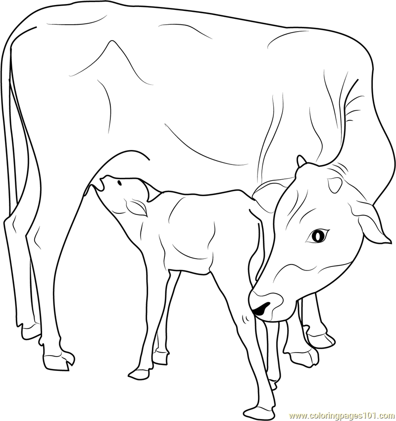 cow-and-calf-coloring-pages-at-getcolorings-free-printable-colorings-pages-to-print-and-color