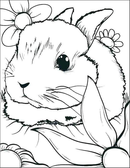 Bunny Coloring Pages Cute