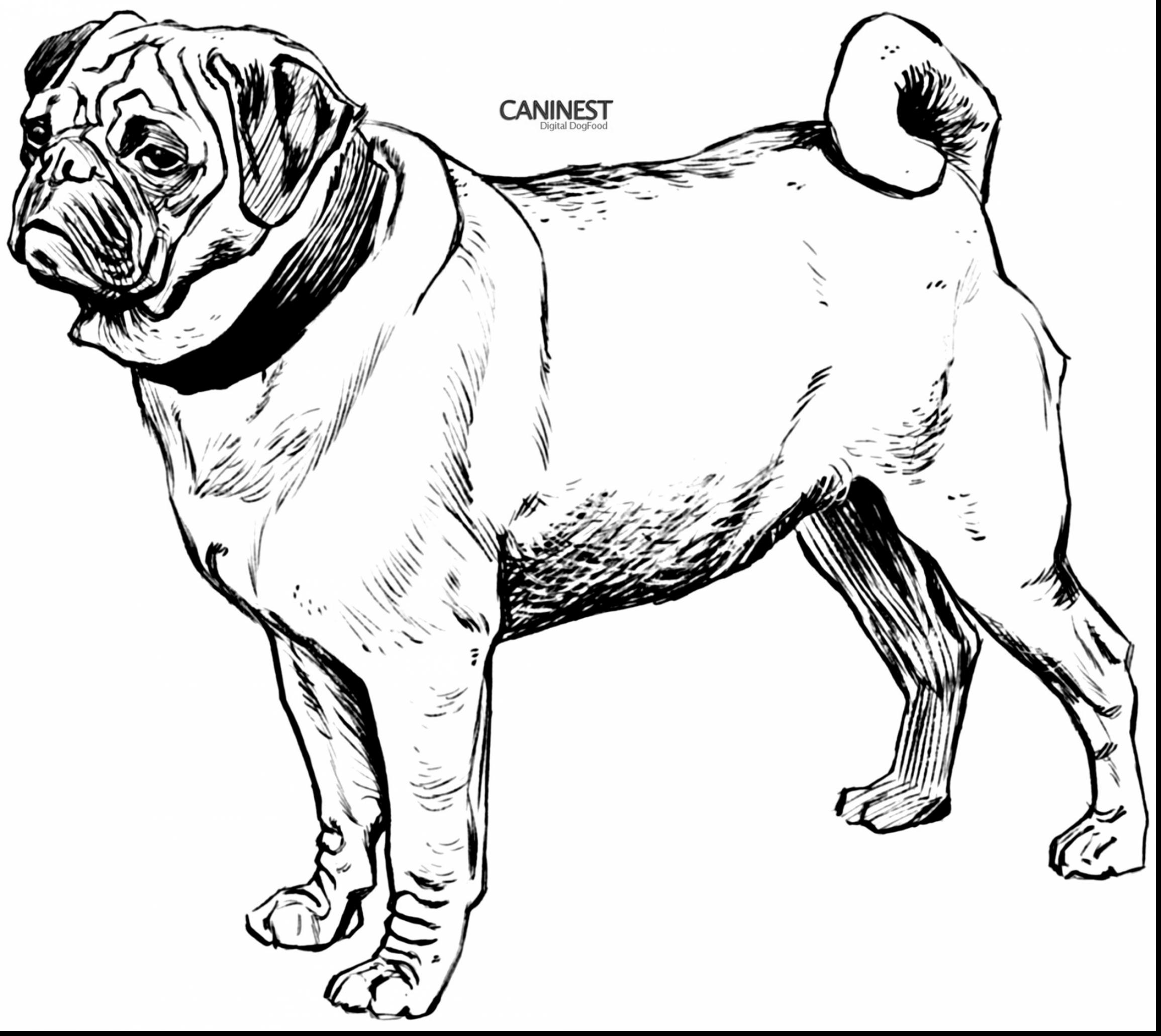 Cute Pug Coloring Pages at GetColorings.com | Free printable colorings