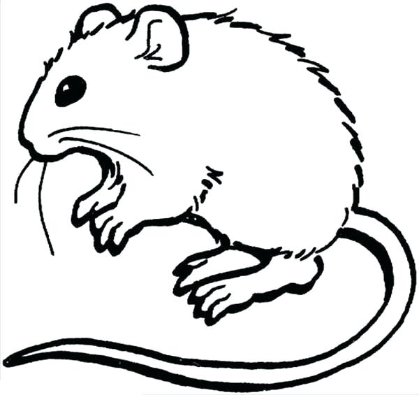 Cute Rat Coloring Pages at GetColorings.com | Free printable colorings