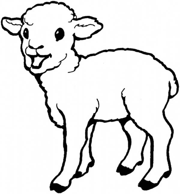 Baby Sheep Coloring Pages at GetColorings.com   Free ...