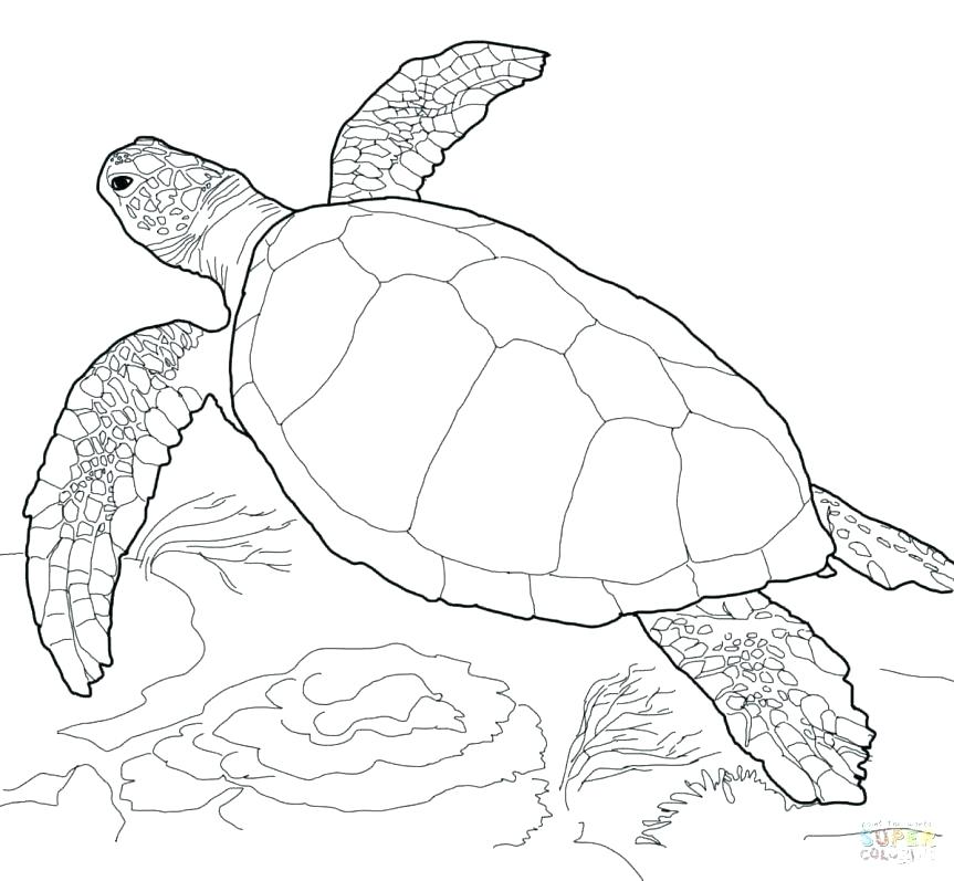 Cute Turtle Coloring Pages at GetColorings.com | Free printable