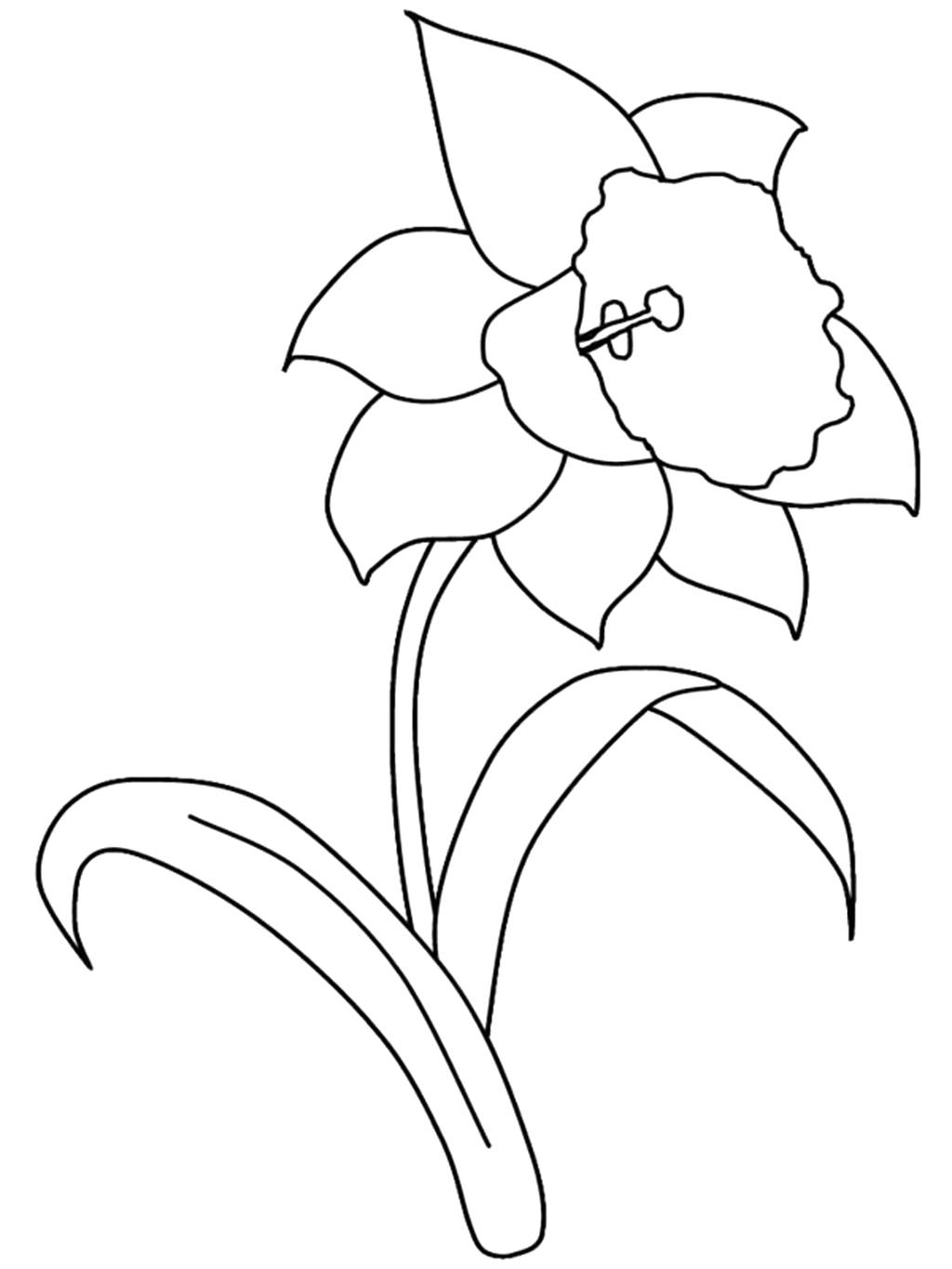 Daffodil Flower Coloring Page / Printable Spring Coloring Pages