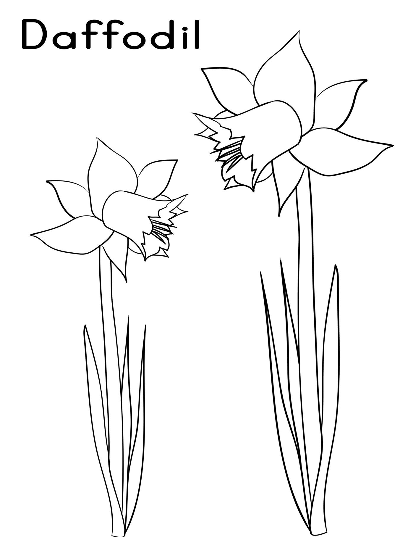 Daffodil Flower Coloring Page at Free printable