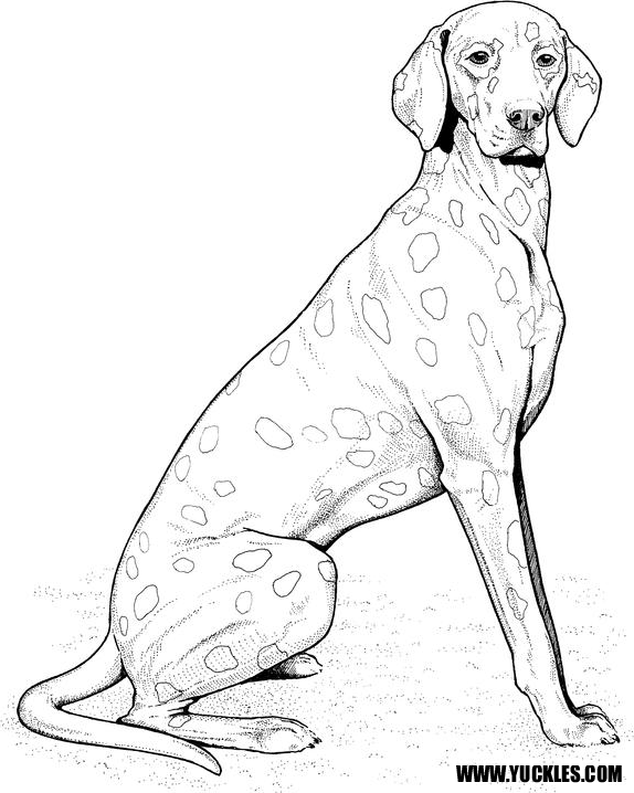 Dalmatian Dog Coloring Page at GetColorings.com | Free printable