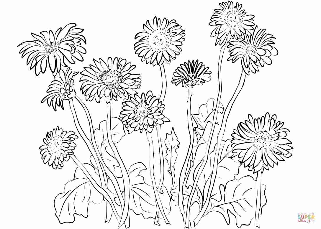 Dandelion Coloring Page at GetColorings.com | Free printable colorings