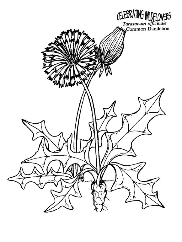 dandelion-coloring-page-at-getcolorings-free-printable-colorings