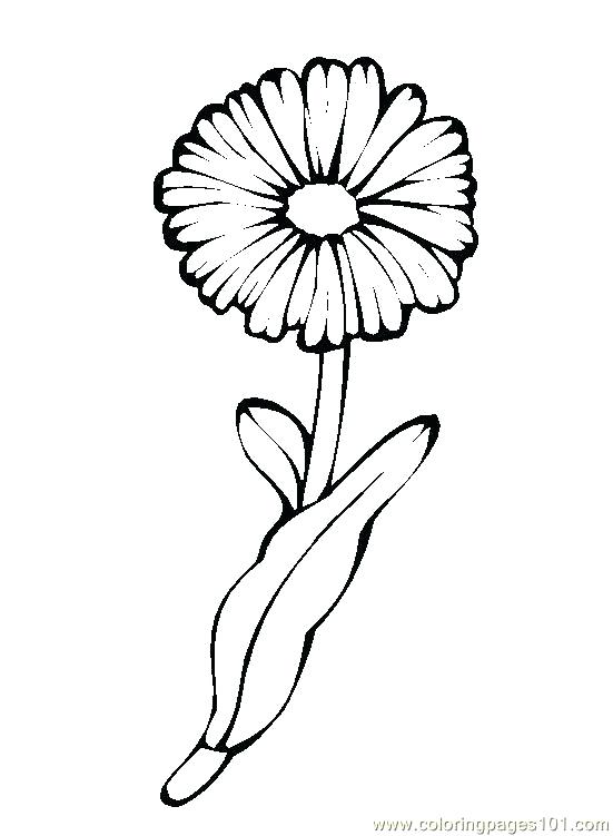 Dandelion Coloring Page at Free printable colorings