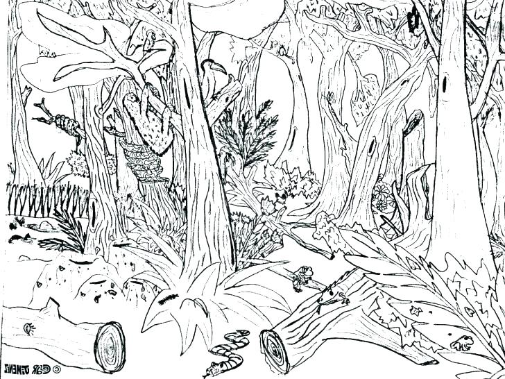 coloring forest deciduous animal rainforest printable getcolorings nature