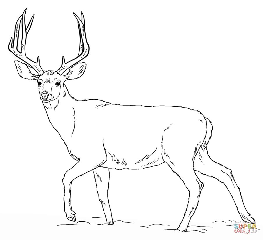 Deer Antler Coloring Pages at GetColorings.com | Free printable