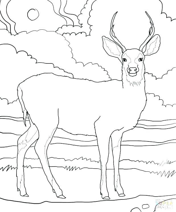 Deer Antler Coloring Pages at GetColorings.com | Free printable